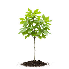 Oak tree sapling isolated on white or transparent background. PNG
