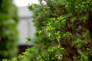 Aufkleber - Fresh Green Pine Needles Emerging in Springtime, Showcasing Vibrant Growth and Natural Beauty in a Serene Outdoor Setting