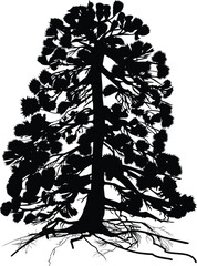 Wall Mural - isolated high old pine with black root