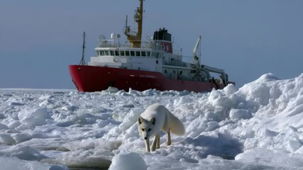 Poster - An arctic fox walks on ice in front of a red and white ship in the Arctic Ocean, in the Arctic environment. A man works on the icebreaker.
