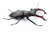 © FACTORY GRAPHICA  - Stag Beetle's Profile: A captivating high-angle shot captures a majestic stag beetle, its impressive mandibles and intricate exoskeleton showcased in stunning detail.