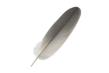 Poster - Single gray and white feather floating on a transparent background, perfect for design projects