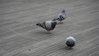 © rone - This photo shows gray doves standing on a surface that looks like a wooden deck or sidewalk with a striped pattern.