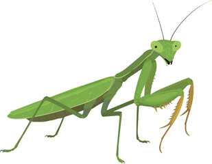 Closeup of a vibrant green praying mantis insect on a black background detailed macro photography nature wildlife bug
