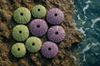 © TheNanokha - Ocean's Colorful Treasures: Vividly colored sea urchins arranged artfully on a rugged shoreline, a stunning visual ode to marine beauty, with the tranquil ocean as a perfect backdrop.