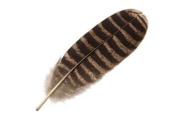 Poster - Single brown striped feather with transparent background, showcasing detailed texture and delicate structure