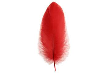 Poster - Crimson feather floating on white surface, highlighting graceful curve, soft texture, and rich scarlet hue against clean backdrop