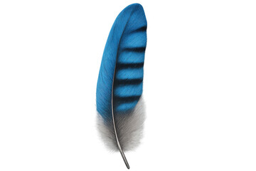 Poster - Detailed illustration of a vibrant blue jay feather, isolated on a transparent background, showcasing its intricate patterns and delicate structure