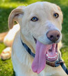 © Steam Cone Story - Yellow Lab Mix with Long Pink Tongue