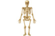 © PNG Kingdom  - Front view of a complete human skeleton, standing upright against a transparent background, highlighting anatomical features and structure