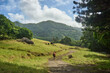 © Alex Pelikh - Beautiful European woman hiking in La Vallée de Ferney, Mauritius. Outdoor adventure in lush tropical forest with scenic mountain views. Active lifestyle and nature exploration.