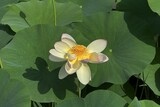 fiore di loto