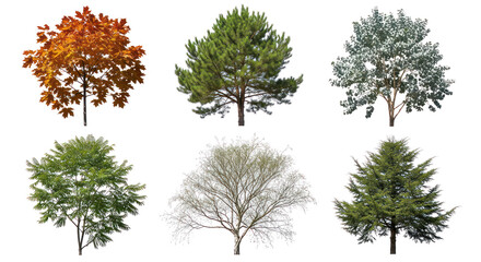  Collection of six different tree types with transparent background, isolated deciduous and evergreen trees for design use