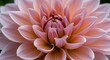 © Ann Studio - Close-up image of a pink dahlia flower with layered petals, displaying gradients of pink, peach, and yellow colors.