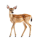 Young deer standing gracefully with elegant posture, isolated on transparent background, cutout PNG