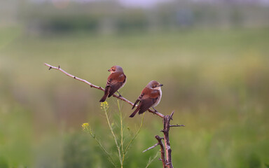 Wall Mural - A pair of young male Shrikes perched on a dry branch against a blurred yellow-green background...