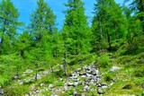 Larch (Larix decidua) deciduous, coniferous forest