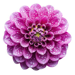 Aufkleber - vibrant pink flower with water droplets, showcasing intricate petals and stunning center, evokes sense of freshness and beauty in nature