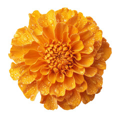 Poster - Bright orange marigold flower with water droplets, showcasing its vibrant petals and intricate center, evokes sense of freshness and beauty in nature