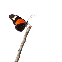 Aufkleber - vibrant butterfly perched on twig, showcasing its striking orange and black wings. This delicate insect symbolizes beauty and transformation in nature