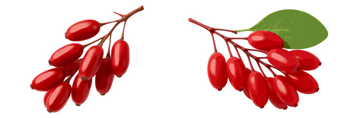 Poster - Bright red berries on branches with green leaves displayed on a white background