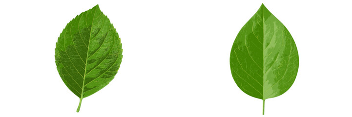 Poster - Comparison of two green leaves showing differences in shape and texture on a white background in natural light