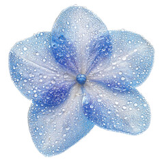 Poster - beautiful blue flower with delicate petals covered in water droplets, showcasing nature elegance and freshness. intricate details and vibrant colors create serene and refreshing atmosphere