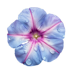 Poster - beautiful blue flower with pink accents and water droplets, showcasing its delicate petals and vibrant colors. flower intricate details and freshness evoke sense of tranquility and natural beauty