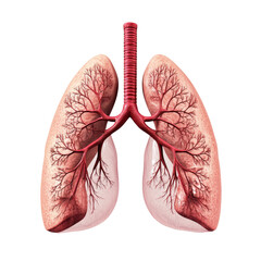 Poster - Anatomical illustration of human lungs showing detailed structure and branching bronchi. This highlights intricate network of blood vessels and airways