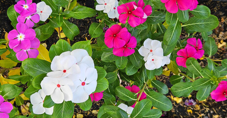 Wall Mural - Top view of red, pink and white flower blooming and growing in flower pot. Natural plant and Decorative flower. Cape Periwinkle, Bright Eye, Indian Periwinkle, Madagascar Periwinkle or Pink Periwinkle