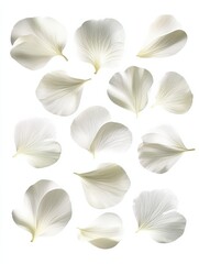 Poster - Collection of white flower petals isolated on a white background