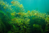 Invasive water plant, Eurasian water-milfoil, underwater in the St. Lawrence River.