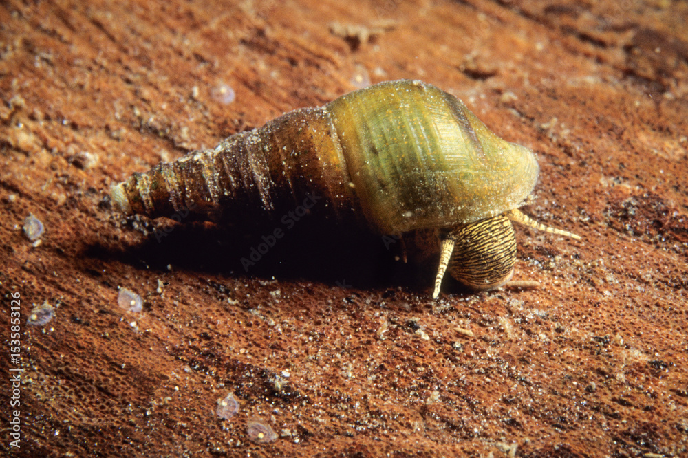 The Flat-sided Horn Snail, an aquatic freshwater snail, in the shallow waters of the St. Lawrence River during summer.
