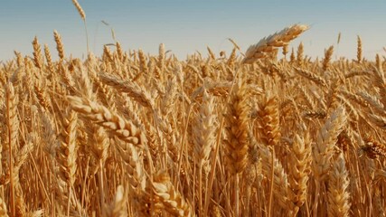 Poster - A vast expanse of golden wheat sways in the light breeze beneath a clear blue sky. The warm sunlight enhances the rich colors, creating a tranquil and serene agricultural landscape.