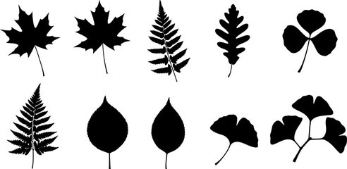 Poster - Vector leaves silhouettes collection maple oak fern ginkgo clover nature botany foliage autumn design graphic editable stock vector illustration