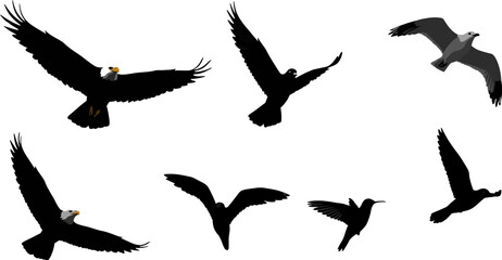 Poster - Flying birds silhouettes eagles seagulls hummingbirds vector graphic design elements illustration set editable stock vector illustration