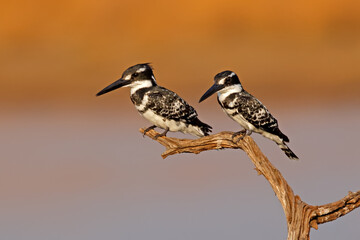 Wall Mural - a pair of pied kingfisher (ceryle rudis) perched on a branch, pilanesberg national park, south afric