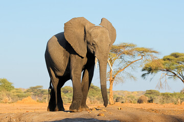 Wall Mural - a large african elephant (loxodonta africana) walking in natural habitat, chobe national park, botsw