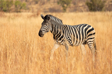 Wall Mural - a plains zebra (equus burchelli) walking in grassland, pilanesberg national park, south africa