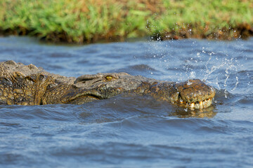 Wall Mural - portrait of a large nile crocodile (crocodylus niloticus) in shallow water, chobe national park, bot