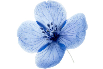 Wall Mural - high-resolution isolated blue flower png on transparent background – realistic botanical cutout idea