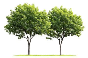 Wall Mural - High-resolution cluster of lush green deciduous trees isolated on transparent background PNG cut-out — perfect botanical element for landscape composites, eco branding and graphic design