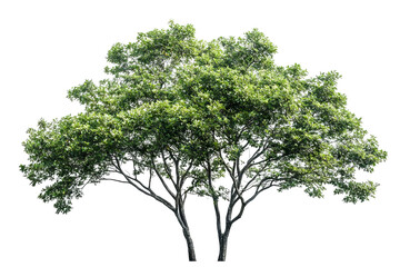 Wall Mural - High-resolution cluster of lush green deciduous trees isolated on transparent background PNG cut-out — perfect botanical element for landscape composites, eco branding and graphic design