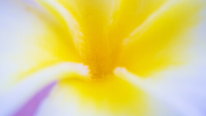 Wall Mural - Close up of beautiful frangipani flower