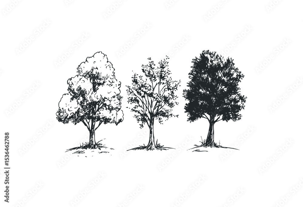 Detailed sketch of three distinct tree types in black and white ...