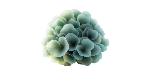 Wall Mural - lush green hydrangea flower cluster. nature's elegance and botanical beauty isolated on transparent 