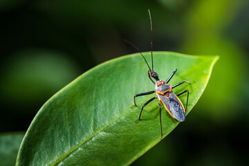 Assassin bug standing on a vibrant green leaf