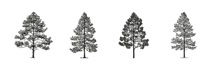 Wall Mural - coniferous trees sketch set. landscape design and architectural elevation collection. isolated vecto