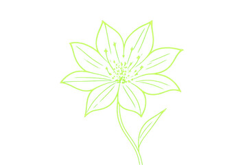 Poster - Light green flower with thin lines radiating from center on transparent background, ideal for nature, spring, and design projects