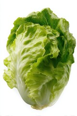 Poster - Fresh Romaine Lettuce Head on White Background, Symbolizing Healthy Eating and Organic Produce for Sustainable Consumption and Food Industry : Generative AI